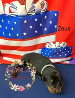 Zeus, a male Doberman Pinscher for sale in Dover, FL – 2 of 6