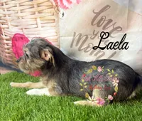 Laela, a female Jack Russell Terrier and Shih Tzu for sale in Dover, FL – 2 of 8