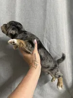 Laela, a female Jack Russell Terrier and Shih Tzu for sale in Dover, FL – 3 of 5