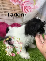 Taden, a male Maltese and Shih Tzu for sale in Dover, FL – 3 of 3