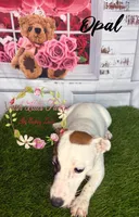 Opal, a female Jack Russell Terrier for sale in Dover, FL – 2 of 9