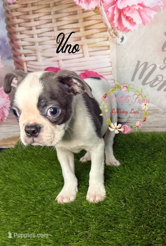 Uno – Boston Terrier puppy for sale in Dover, FL