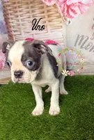 Uno, a male Boston Terrier for sale in Dover, FL – 1 of 1