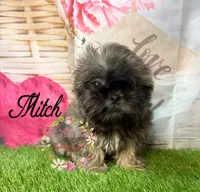 Mitch, a male Shih Tzu for sale in Dover, FL – 3 of 10