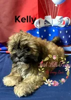 Kelly , a female Maltese and Shih Tzu for sale in Dover, FL – 4 of 9