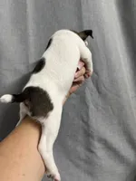 Odie, a female Jack Russell Terrier for sale in Dover, FL – 3 of 6