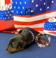 Nova, a female Doberman Pinscher for sale in Dover, FL – 5 of 6