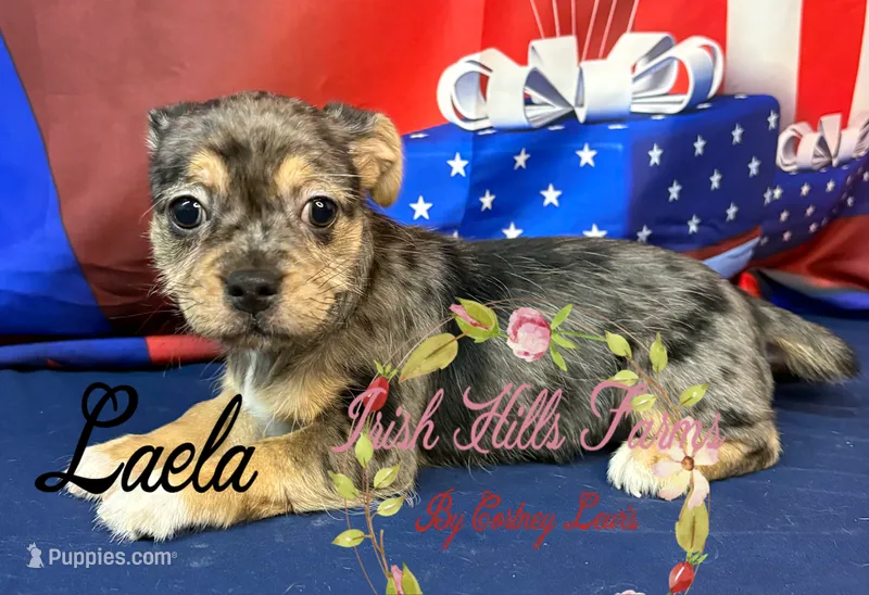 Laela – Jack Russell Terrier, Shih Tzu puppy for sale in Dover, FL
