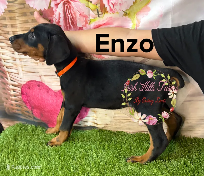 Enzo – Doberman Pinscher puppy for sale in Dover, FL