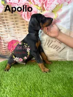 Apollo, a male Doberman Pinscher for sale in Dover, FL – 3 of 5