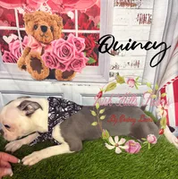 Quincy, a male Boston Terrier for sale in Dover, FL – 5 of 9