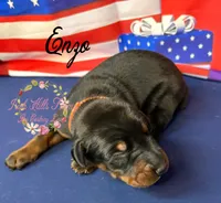 Enzo, a male Doberman Pinscher for sale in Dover, FL – 2 of 5