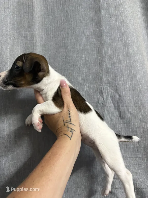 Odie – Jack Russell Terrier puppy for sale in Dover, FL