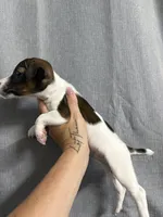 Odie, a female Jack Russell Terrier for sale in Dover, FL – 1 of 6