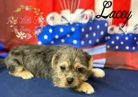Lacey, a female Jack Russell Terrier and Shih Tzu for sale in Dover, FL – 3 of 7