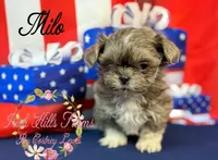 Milo, a male Shih Tzu for sale in Dover, FL – 9 of 9
