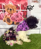 Taft, a male Maltese and Shih Tzu for sale in Dover, FL – 10 of 10