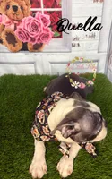 Quella, a female Boston Terrier for sale in Dover, FL – 10 of 10