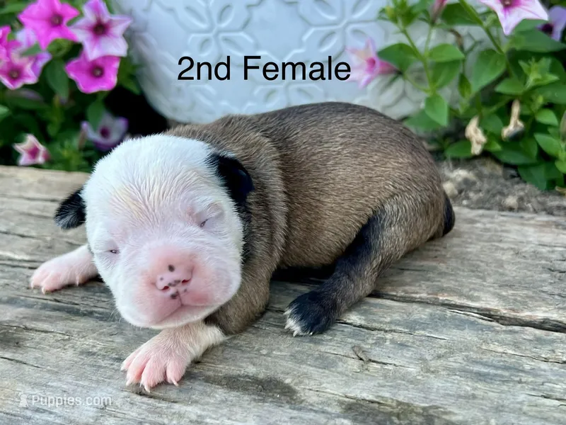 Callie’s 2nd Female AKC USDA – Boston Terrier puppy for sale in Ewing, KY