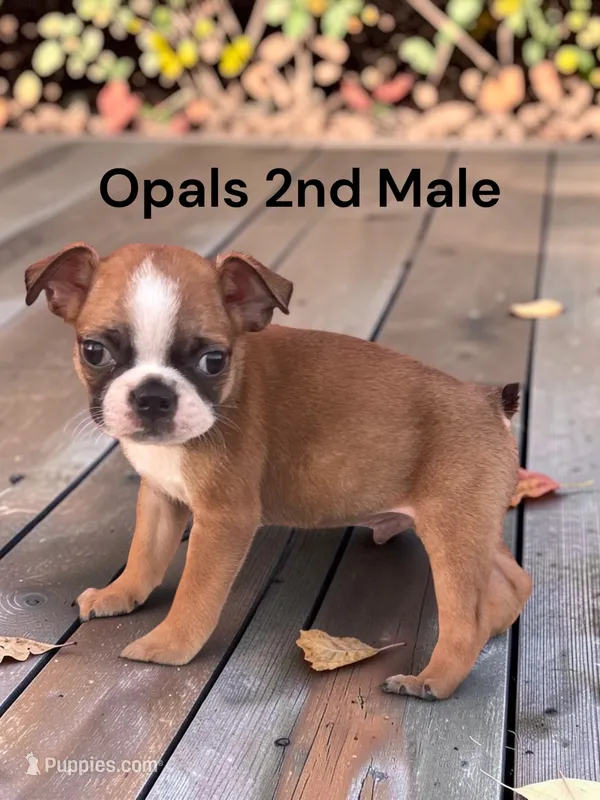 Opals 2nd Male AKC USDA – Boston Terrier puppy for sale in Ewing, KY