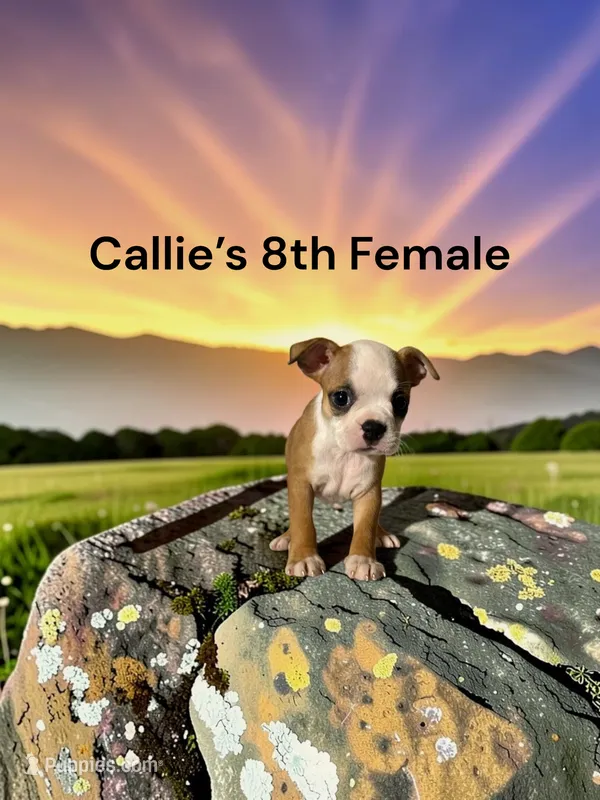 Callie’s 8th Female AKC USDA – Boston Terrier puppy for sale in Ewing, KY