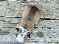 Callie’s 4th Female AKC USDA, a female Boston Terrier for sale in Ewing, KY – 2 of 3
