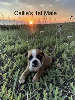 Callie’s 1st Male AKC USDA, a male Boston Terrier for sale in Ewing, KY – 1 of 2