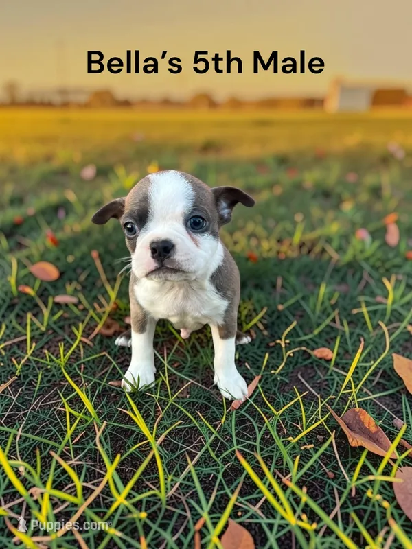 Bella’s 5th Male AKC USDA – Boston Terrier puppy for sale in Ewing, KY