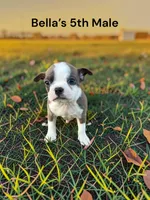 Bella’s 5th Male AKC USDA, a male Boston Terrier for sale in Ewing, KY – 1 of 2