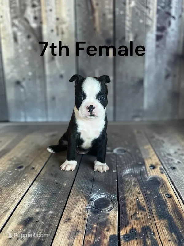 Callie’s 7th Female AKC USDA – Boston Terrier puppy for sale in Ewing, KY