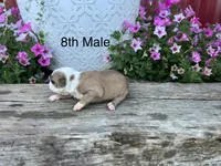 Callie’s 8th Male AKC USDA, a male Boston Terrier for sale in Ewing, KY – 3 of 3
