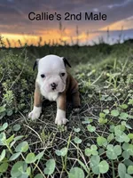 Callie’s 2nd Male AKC USDA, a male Boston Terrier for sale in Ewing, KY – 1 of 2