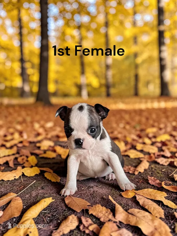Opals 1st Female AKC USDA – Boston Terrier puppy for sale in Ewing, KY