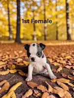 Opals 1st Female AKC USDA, a female Boston Terrier for sale in Ewing, KY – 1 of 2