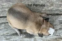 Callie’s 1st Female AKC USDA, a female Boston Terrier for sale in Ewing, KY – 2 of 3