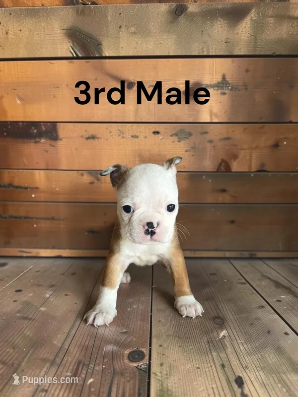 Callie’s 3rd Male AKC USDA – Boston Terrier puppy for sale in Ewing, KY