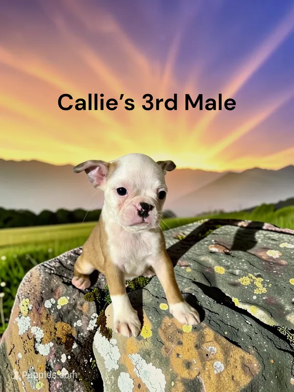 Callie’s 3rd Male AKC USDA – Boston Terrier puppy for sale in Ewing, KY