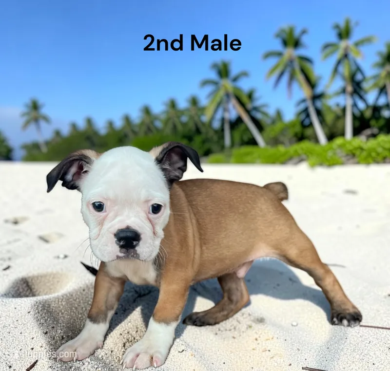 Callie’s 2nd Male AKC USDA – Boston Terrier puppy for sale in Ewing, KY
