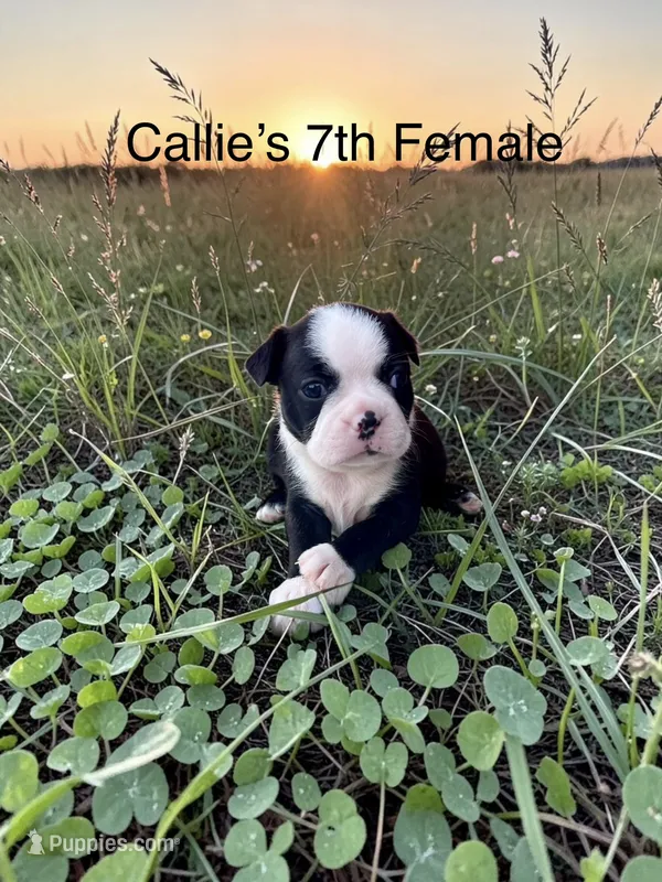 Callie’s 7th Female AKC USDA – Boston Terrier puppy for sale in Ewing, KY