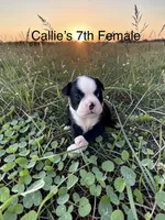 Callie’s 7th Female AKC USDA, a female Boston Terrier for sale in Ewing, KY – 1 of 2