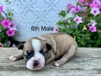 Callie’s 6th Male AKC USDA, a male Boston Terrier for sale in Ewing, KY – 1 of 3
