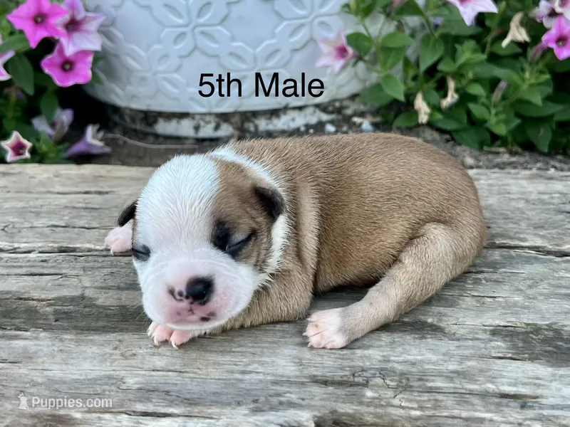 Callie’s 5th Male AKC USDA – Boston Terrier puppy for sale in Ewing, KY