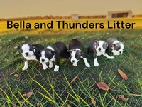 Bella’s 5th Male AKC USDA, a male Boston Terrier for sale in Ewing, KY – 2 of 2