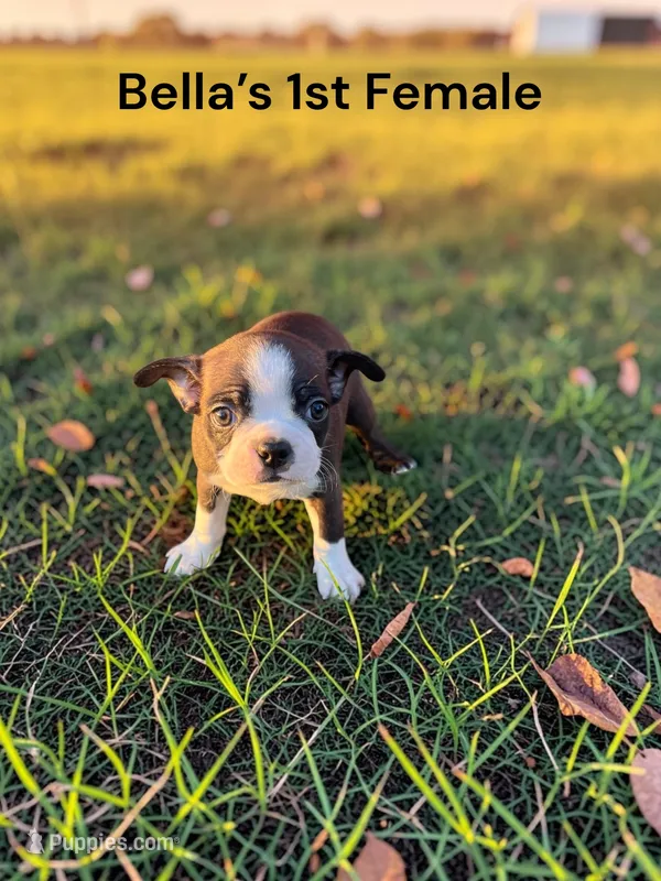 Bella’s 1st Female Litter AKC USDA – Boston Terrier puppy for sale in Ewing, KY