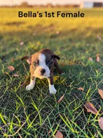 Bella’s 1st Female Litter AKC USDA, a female Boston Terrier for sale in Ewing, KY – 1 of 2