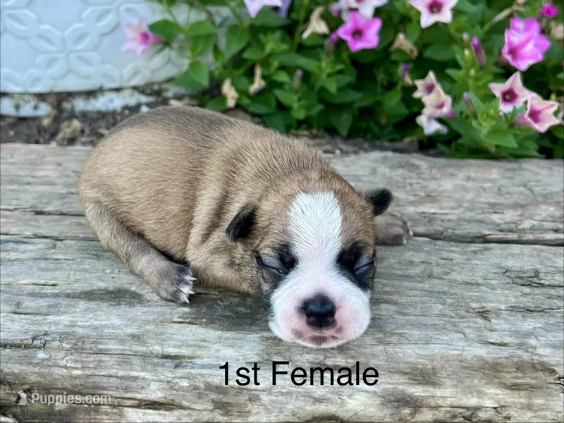 Callie’s 1st Female AKC USDA – Boston Terrier puppy for sale in Ewing, KY