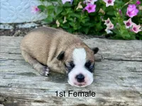 Callie’s 1st Female AKC USDA, a female Boston Terrier for sale in Ewing, KY – 1 of 3