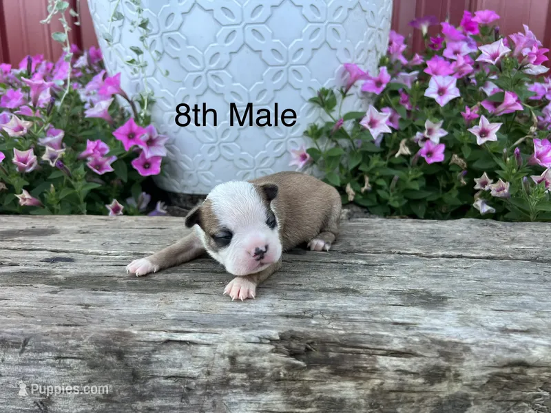 Callie’s 8th Male AKC USDA – Boston Terrier puppy for sale in Ewing, KY