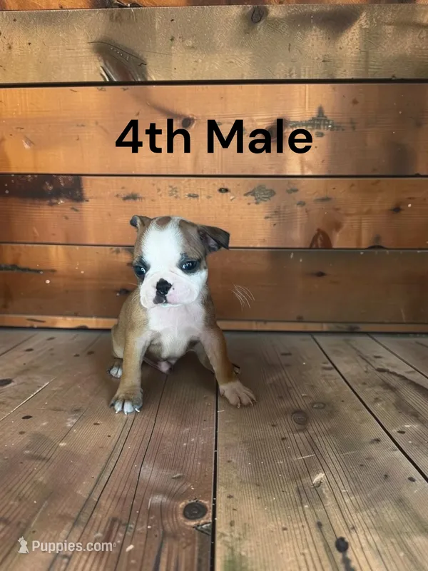 Callie’s 4th Male AKC USDA – Boston Terrier puppy for sale in Ewing, KY