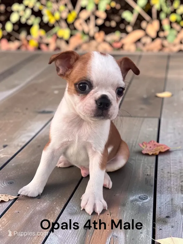 Opals 4th Male AKC USDA – Boston Terrier puppy for sale in Ewing, KY